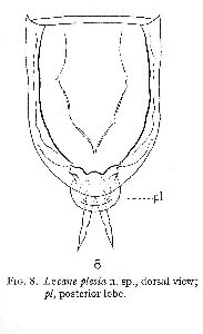 Myers, F J (1936): Transactions of the American Microscopical Society 55 p.430, pl.53, fig.8